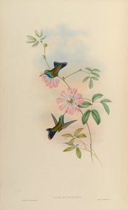 Cynanthus latirostris doubledayi door John Gould